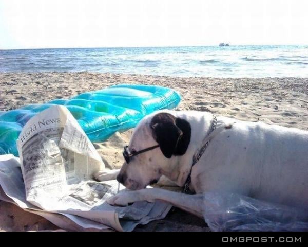 Funny dog reading at the beach