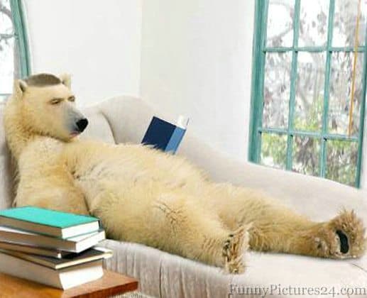 Reading polar bear