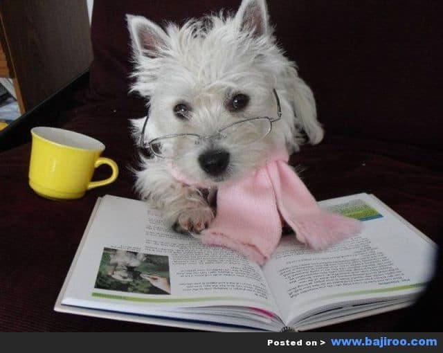 Just another dog reading a good book