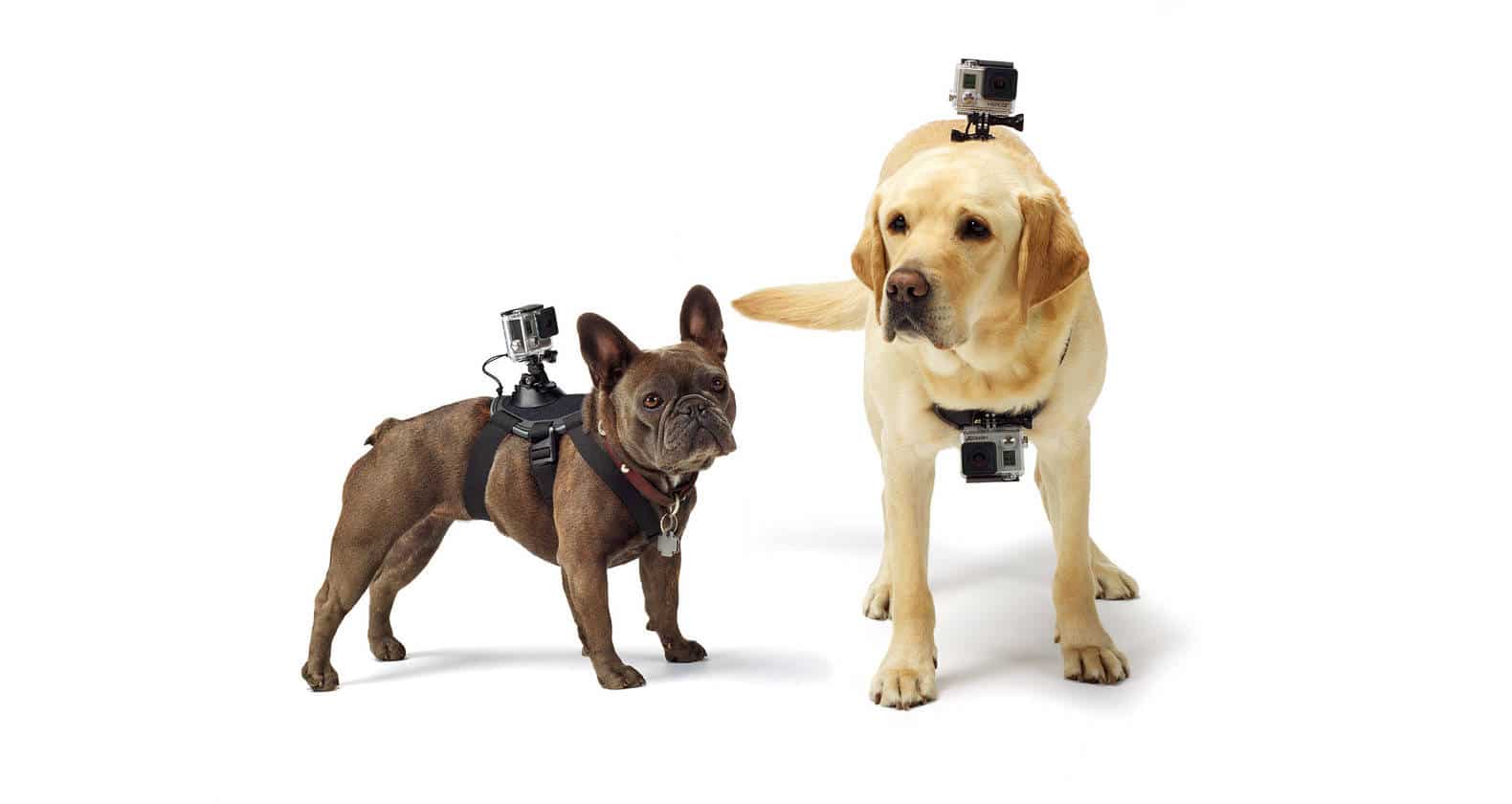 Gopro mount for dogs