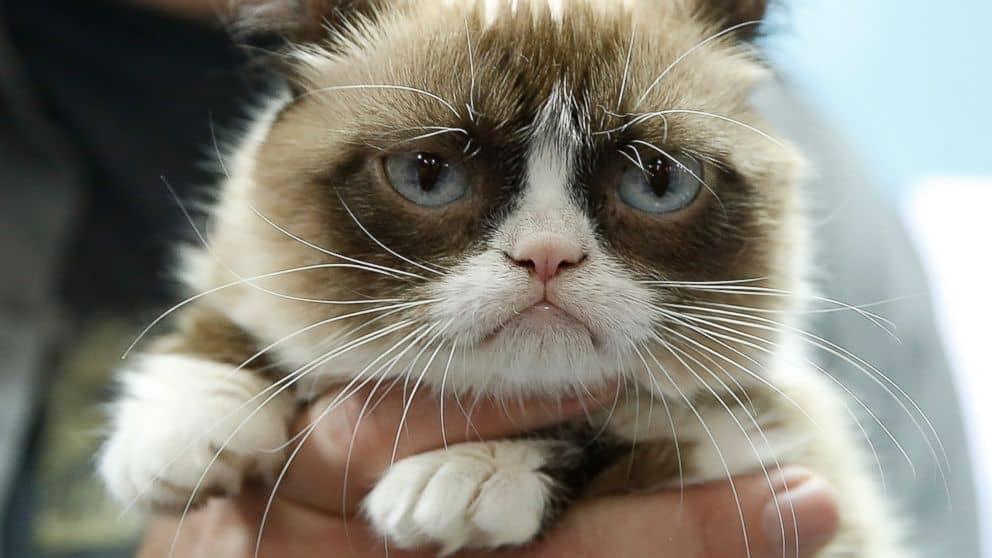 Grumpy Cat