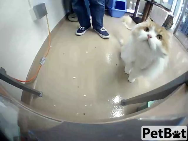 petbot cat