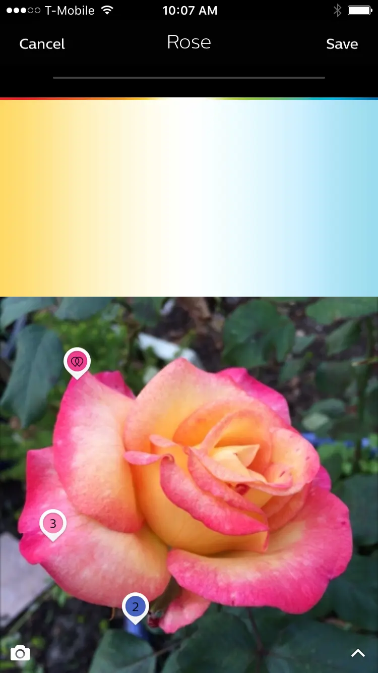 Image of the philips hue app displaying a rose