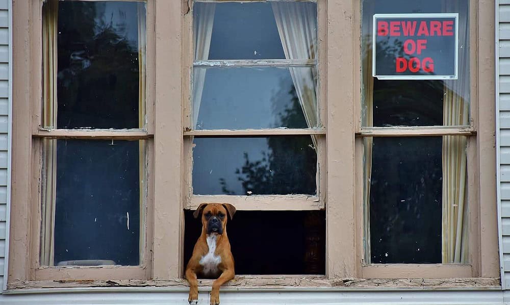 Google Lens now identifies the breed of dog or cat you just took a