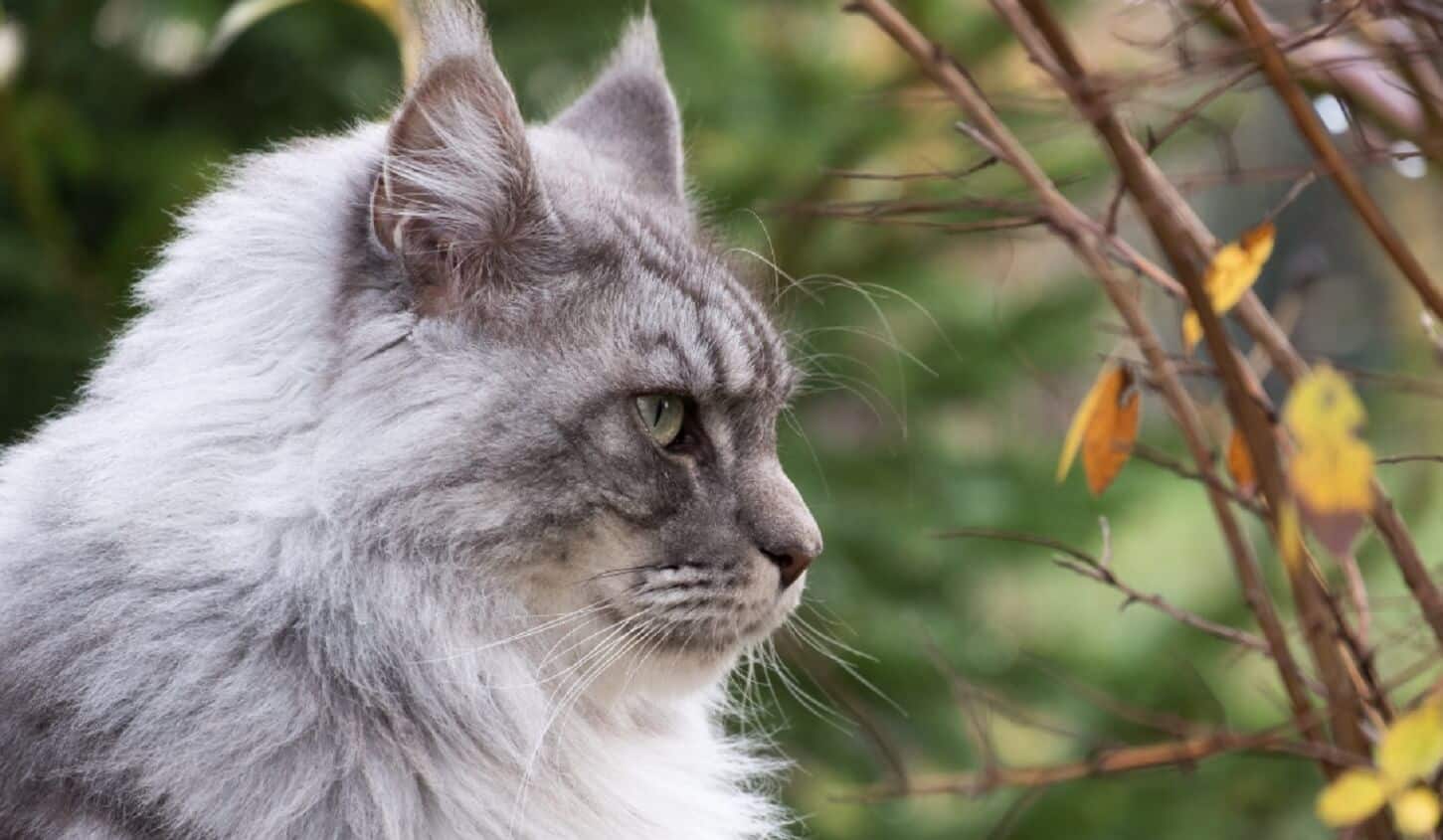 Black metal cats