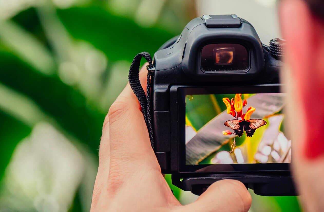 Flickr taking photo of butterfly