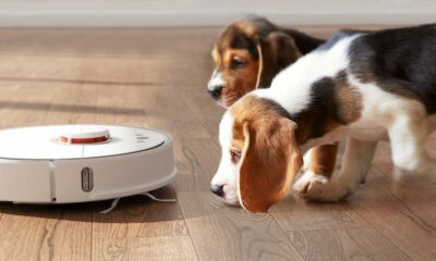 Robotic vacuum with beagle puppies