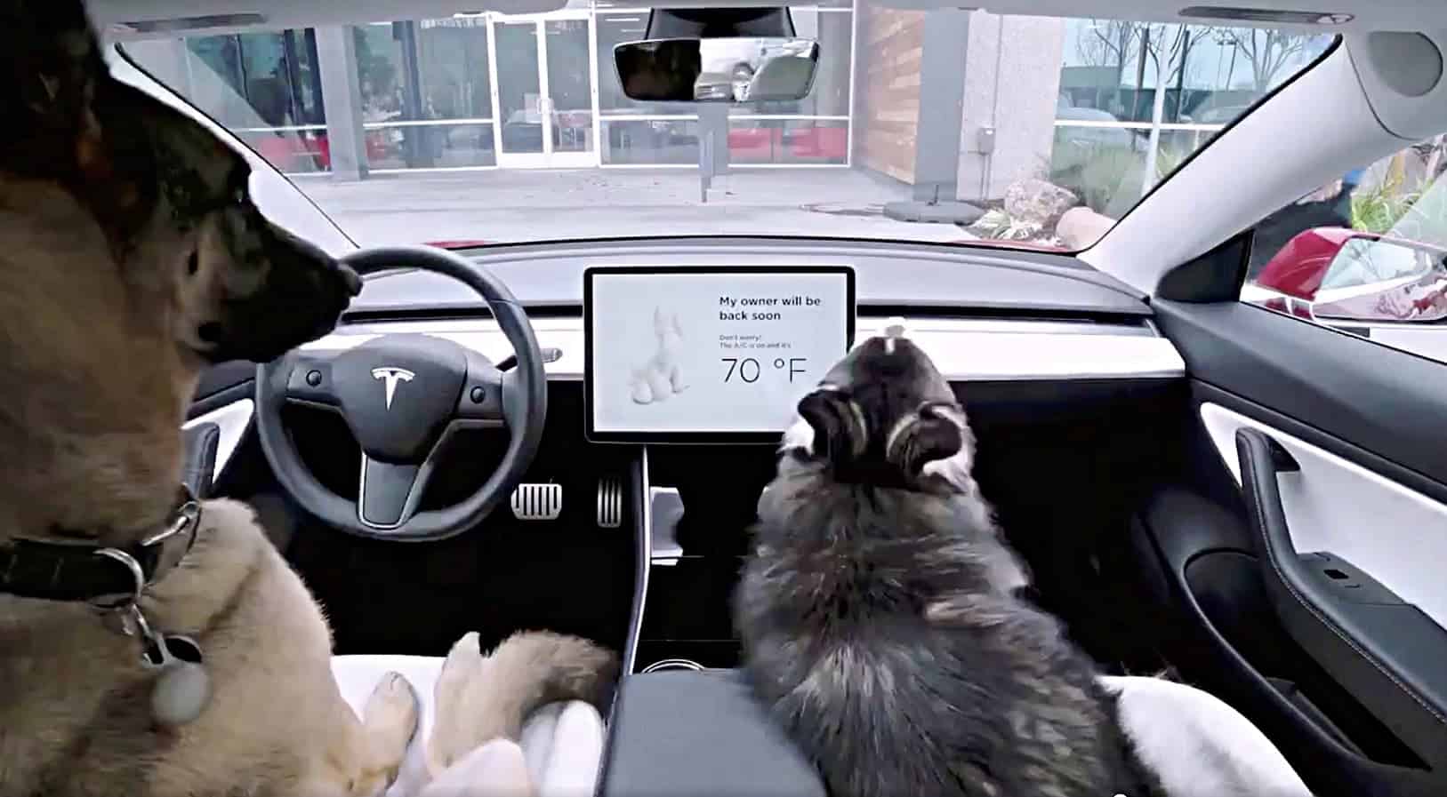 Tesla dog mode