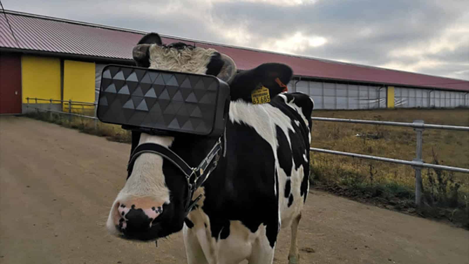 Cows wearing vr headsets