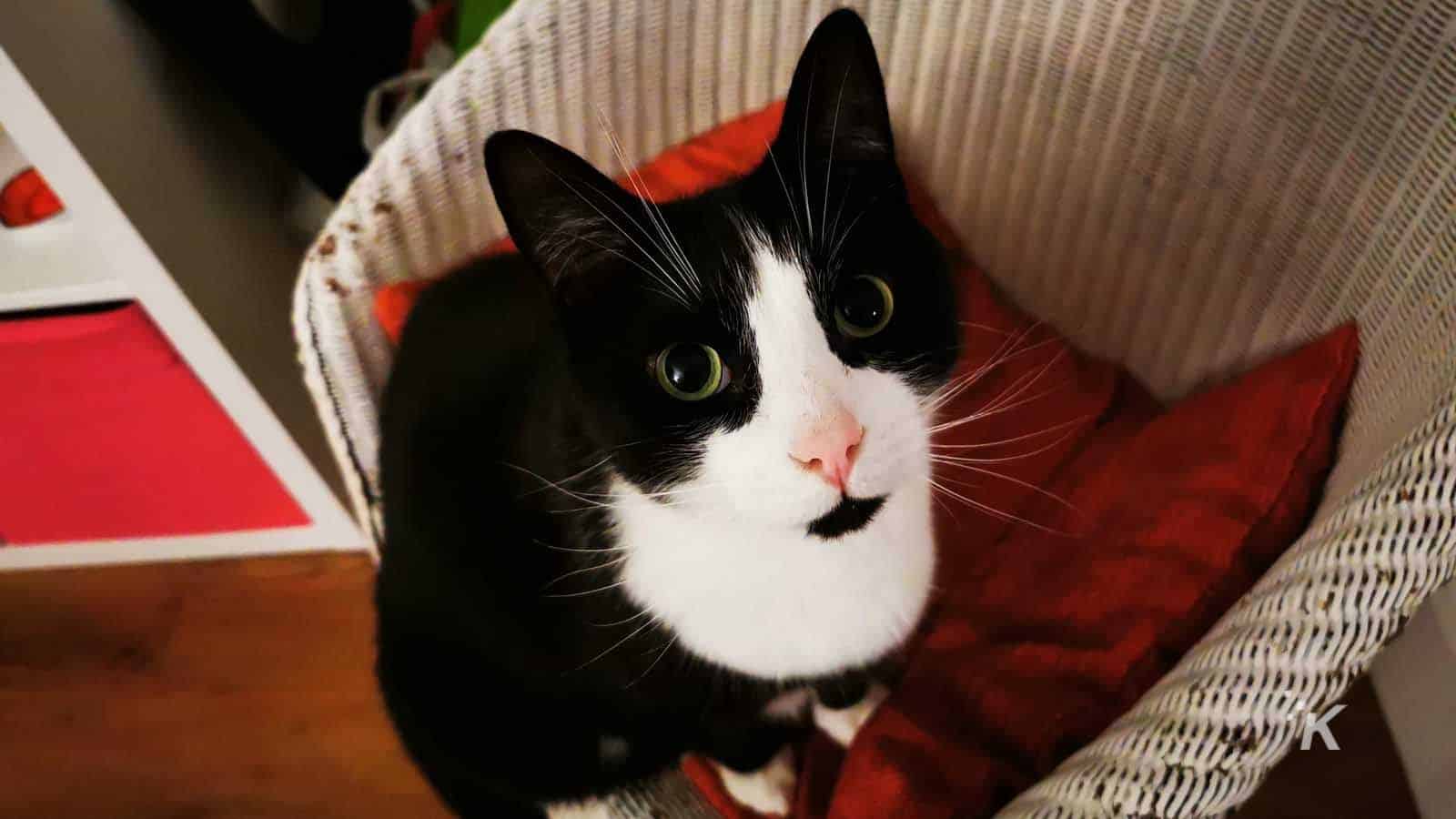 cat sitting on chair