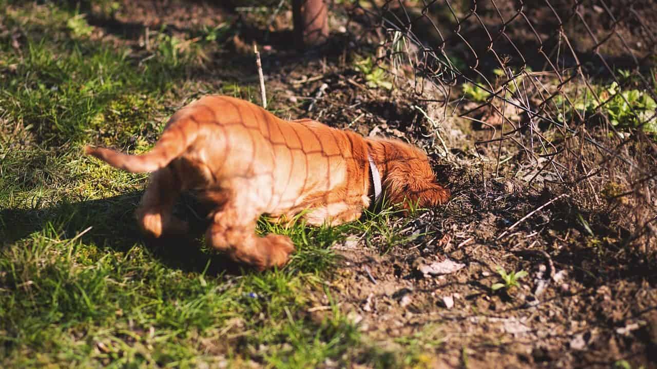 a dog digging