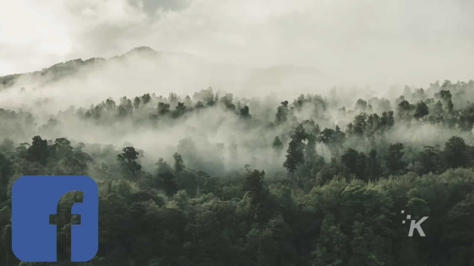 facebook marketplace amazon rain forest