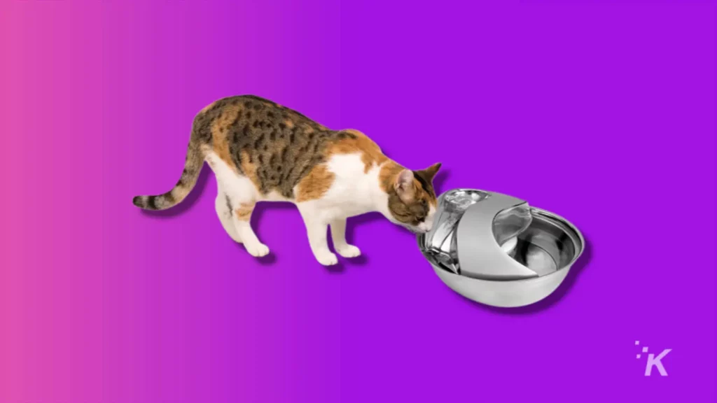 cat drinking from pioneer pet raindrop pet fountain