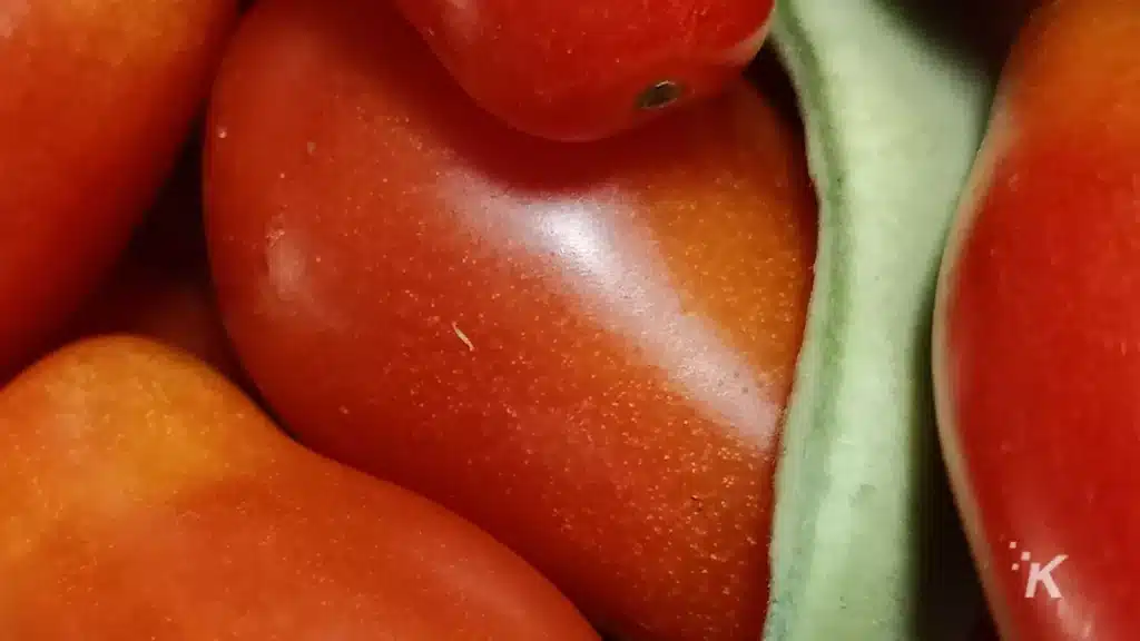 close-up photo of tomatoes