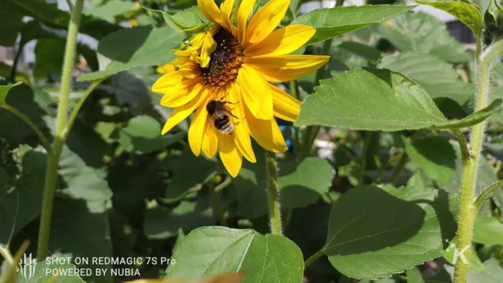 picture of a sunflower 