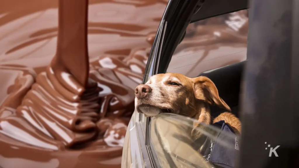 dog riding the hershey highway