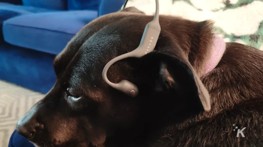 dog wearing earbuds