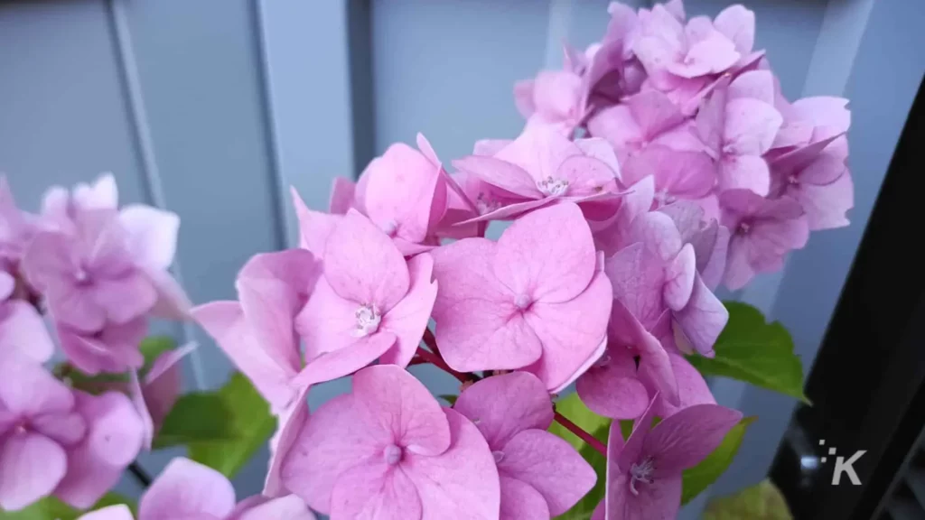 picture of flowers taken on smartphone