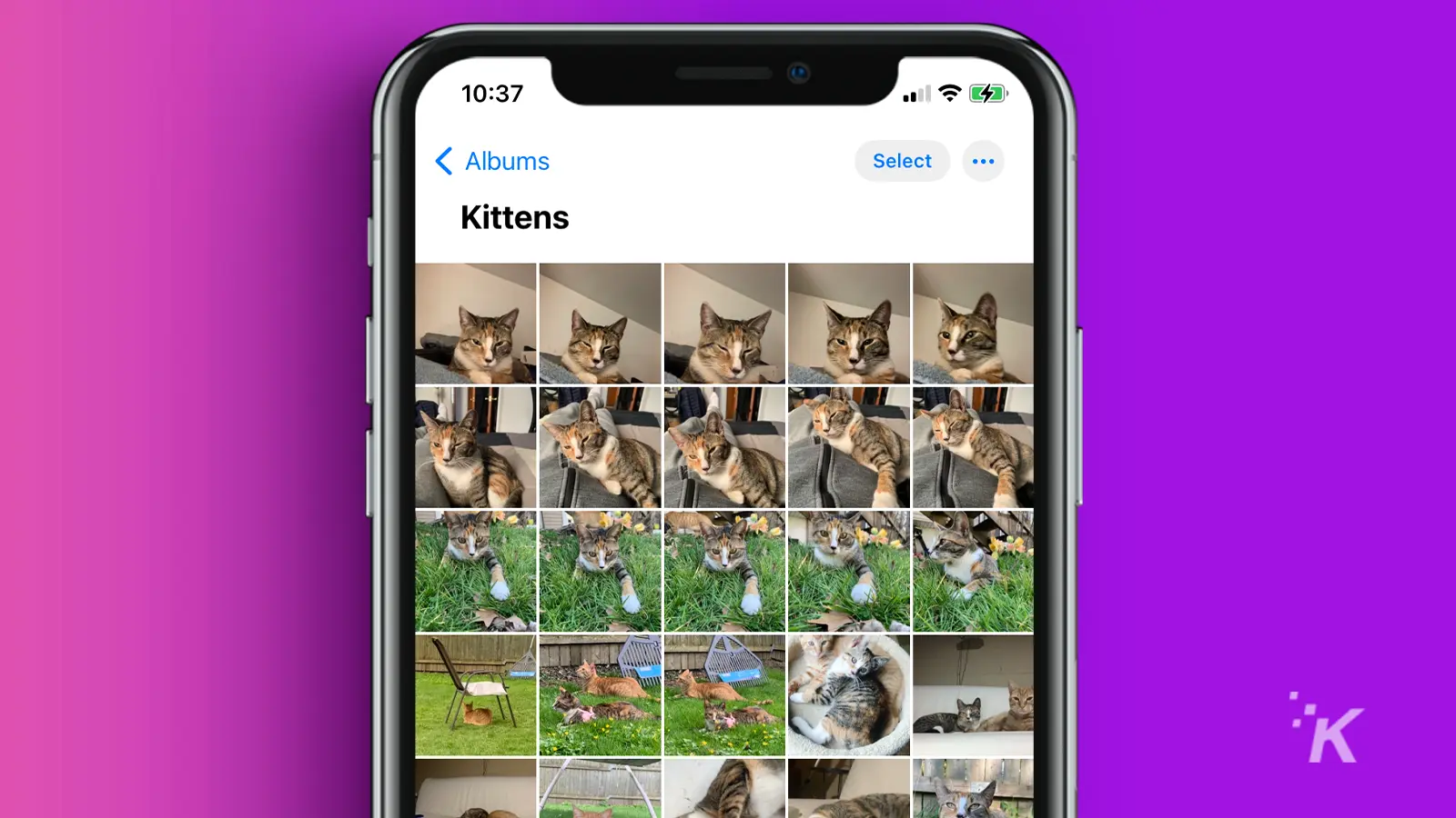 iPhone photos album of kittens