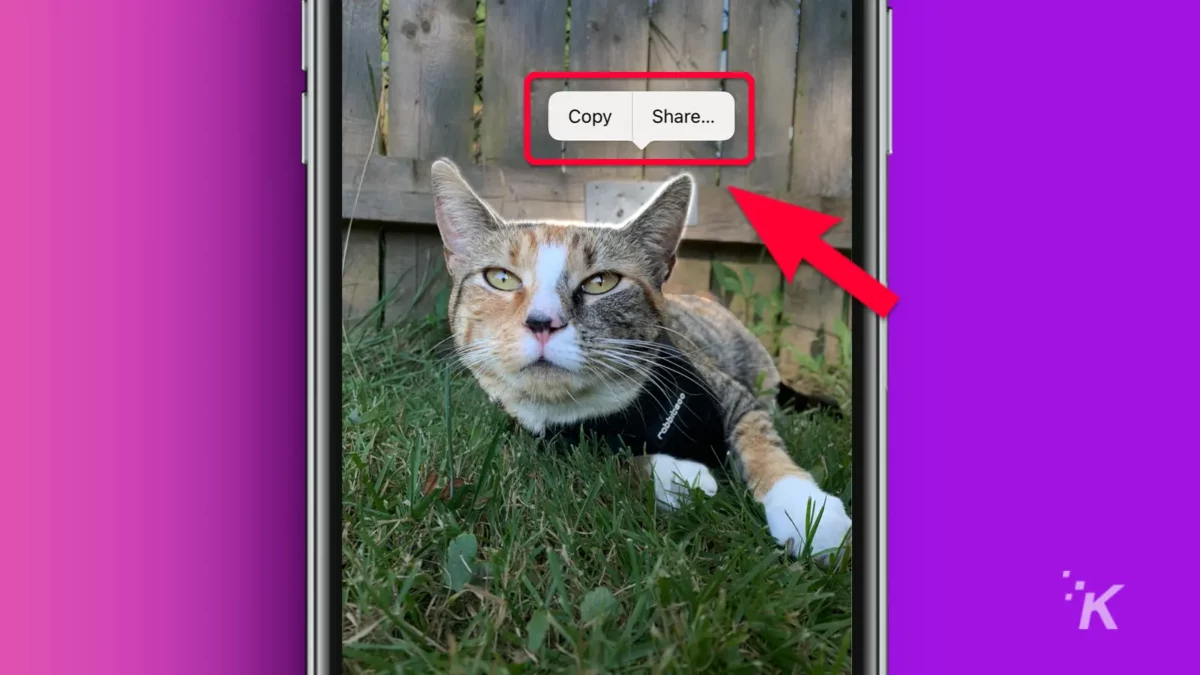 iPhone with picture of a kitten on a grass field with arrow pointing to copy paste tabs