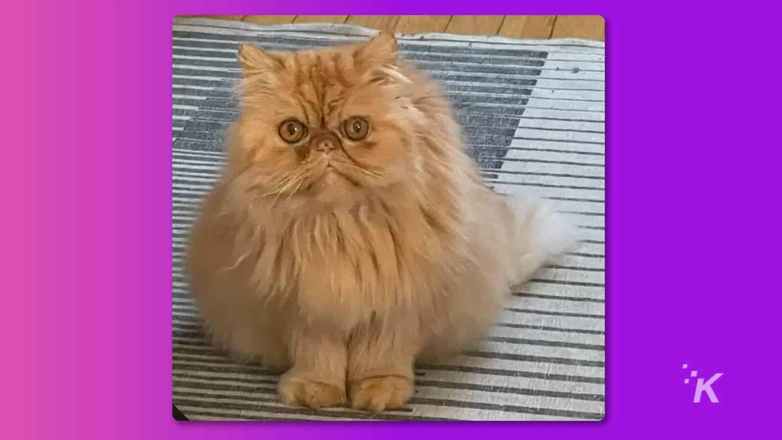 The light brown long hair cat sits on the floor.