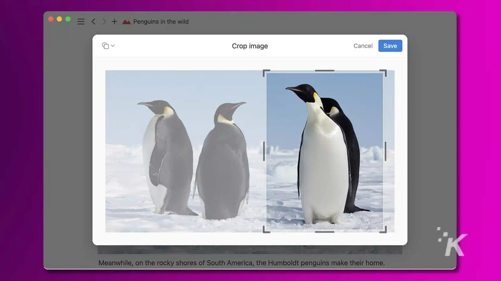 Three penguins on snowy landscape, one standing out.