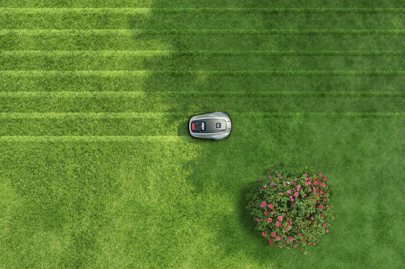 Robotic lawn mower trimming grass near rose bush