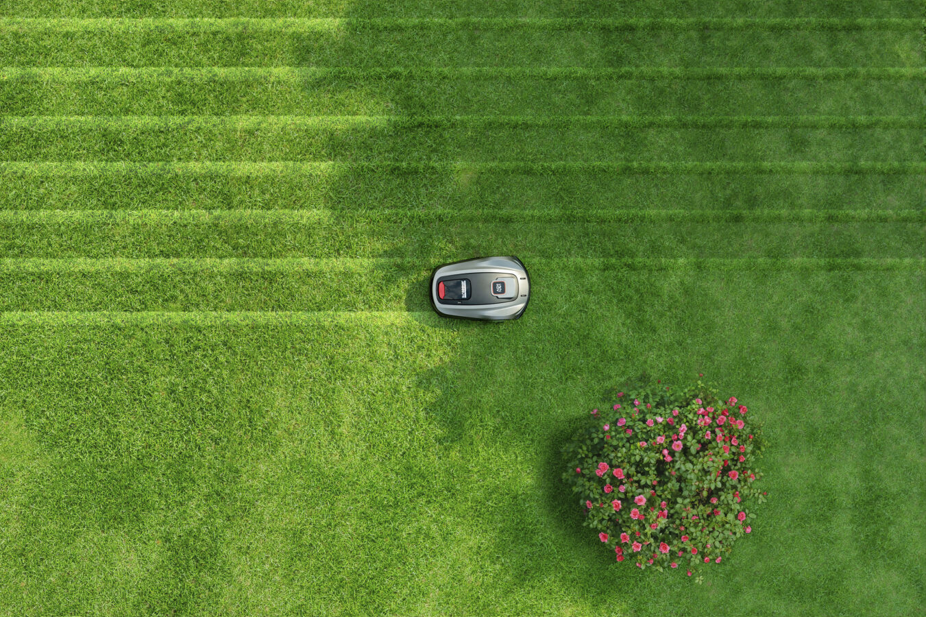 Robotic lawn mower trimming grass near rose bush