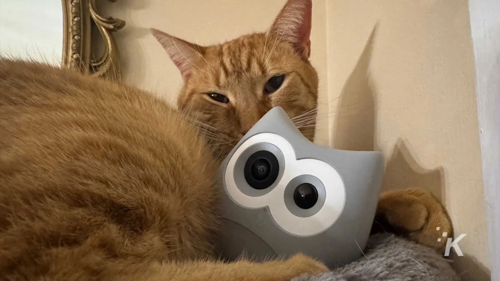 Cat cuddling with robot-shaped camera.