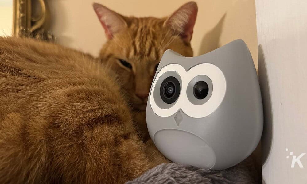 Cat resting beside SiiPet LitterLens