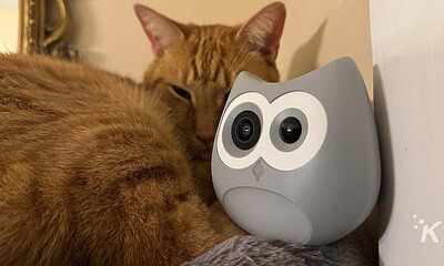 Cat resting beside SiiPet LitterLens