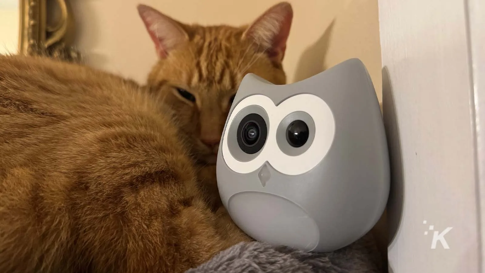 Cat resting beside SiiPet LitterLens