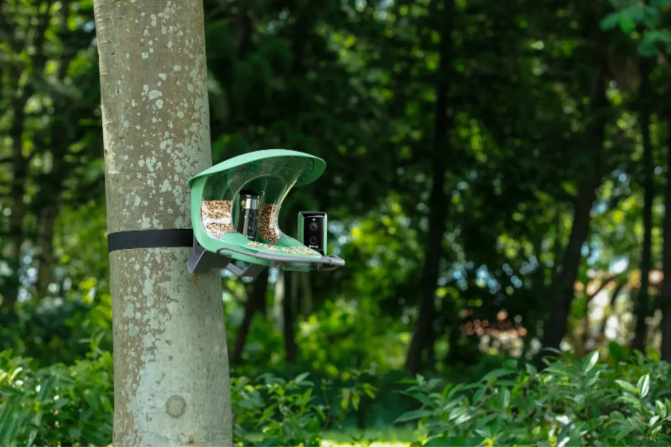 Wildlife camera trap mounted on a tree in a lush green forest, used for capturing images of animals and studying wildlife behavior in natural habitats.